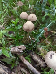 Psathyrella