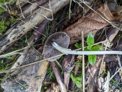 Psathyrella