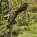 Lyre-tailed Nightjar - Photo (c) eduardoposadasilva, some rights reserved (CC BY-NC)