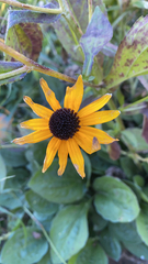 Rudbeckia