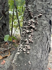 Trichaptum fuscoviolaceum