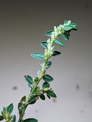 Polygonum buxiforme