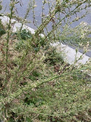 Erigeron canadensis