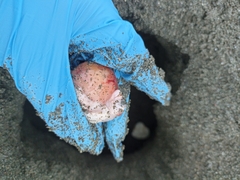 Lepidochelys olivacea