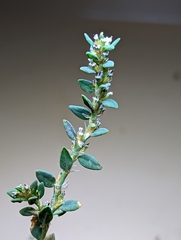 Polygonum buxiforme