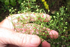 Agalinis tenuifolia