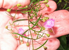 Agalinis tenuifolia
