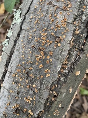 Lachnellula