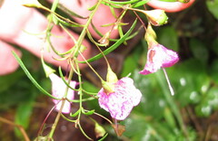 Agalinis tenuifolia