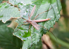 Tipula paludosa