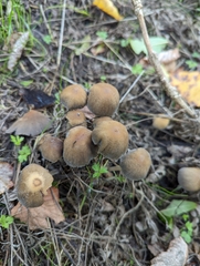 Coprinellus micaceus