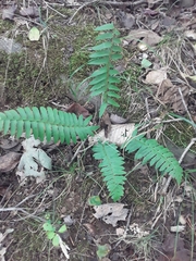 Polystichum acrostichoides