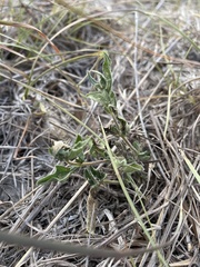 Mentzelia oligosperma