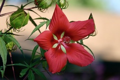 Hibiscus coccineus