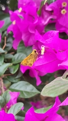 Polites vibex praeceps