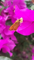 Polites vibex praeceps