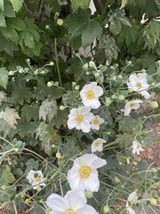 Eriocapitella hupehensis