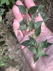 Parietaria officinalis