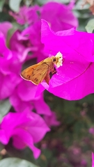 Polites vibex praeceps