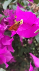 Polites vibex praeceps