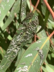 Eucalyptolyma maideni