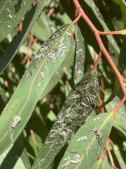 Eucalyptolyma maideni