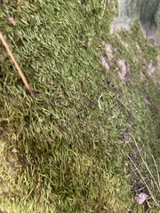 Hypnum circinale