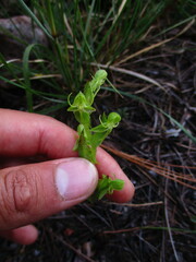 Habenaria ofeliae