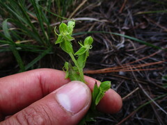 Habenaria ofeliae