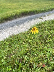 Tragopogon orientalis