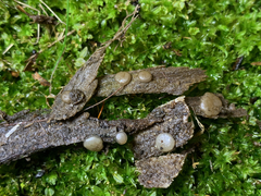 Adelphella babingtonii