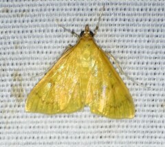 Helvibotys helvialis