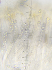 Adelphella babingtonii