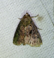 Condica