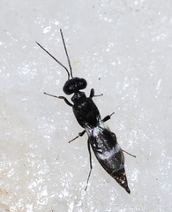 Pentacladia elegans