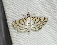 Hileithia rehamalis
