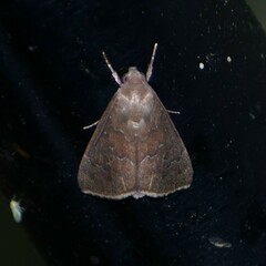 Anomis illita