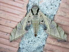 Protambulyx strigilis