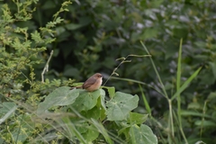 Cisticola erythrops
