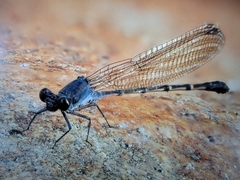 Argia lugens
