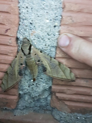 Protambulyx strigilis