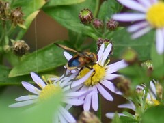 Phasia aurigera