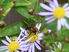 Phasia aurigera