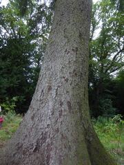 Picea sitchensis