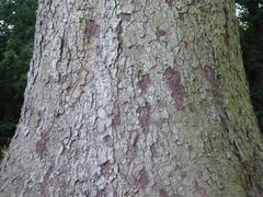 Picea sitchensis