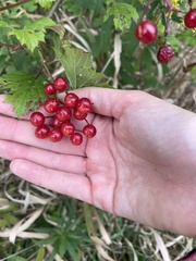 Viburnum