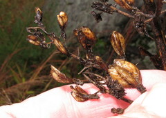 Veratrum hybridum