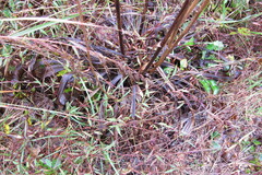 Veratrum hybridum