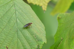 Suillia variegata