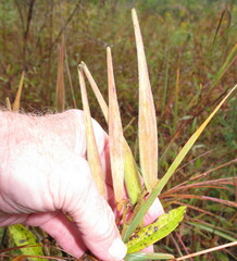 Asclepias tuberosa